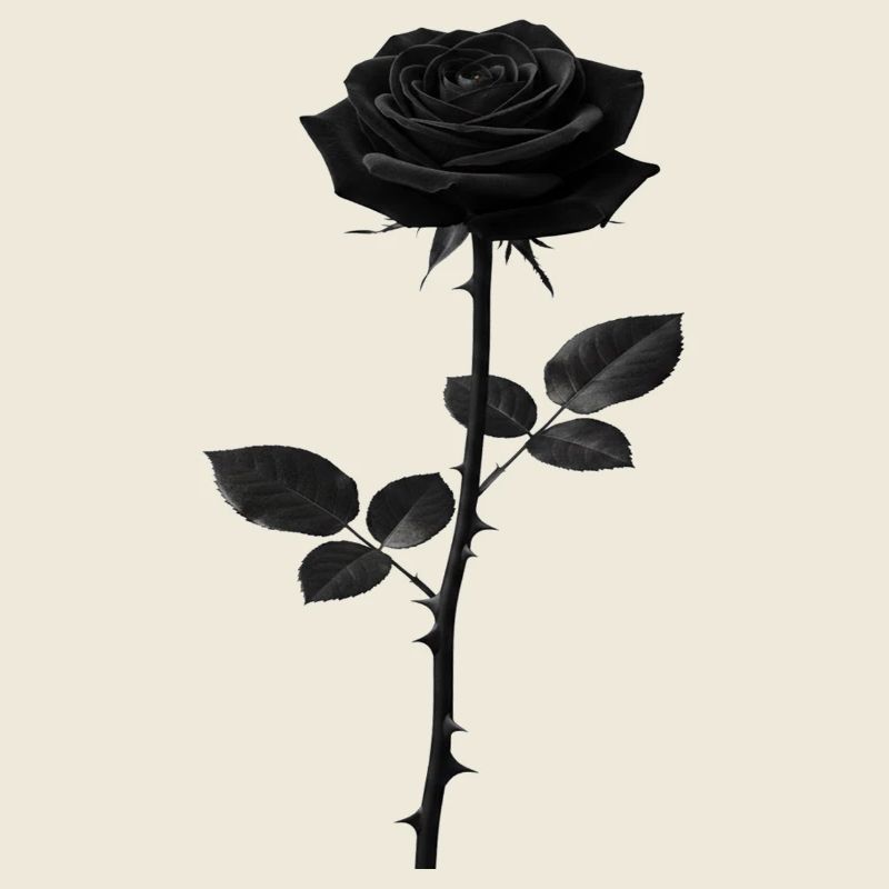 Black Rose Monochrome Graphic