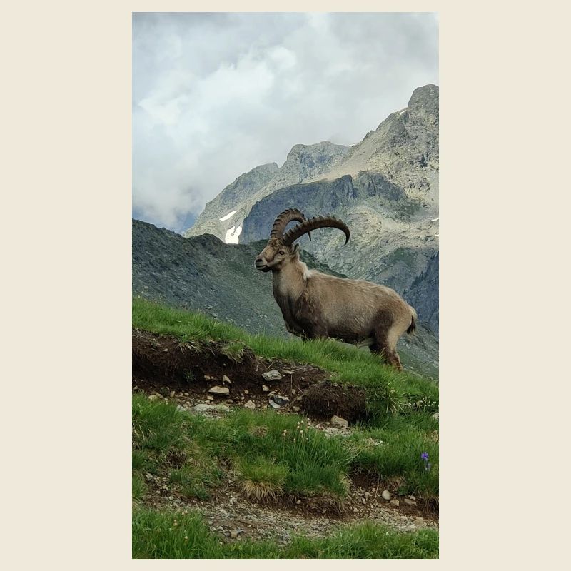 Steinbock