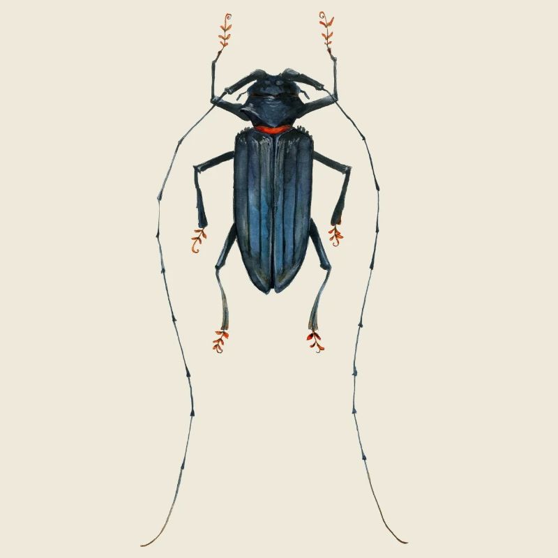 Beetle