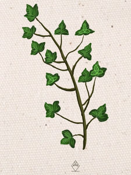 Ivy Trinity