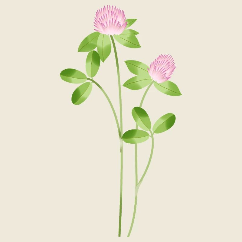 Delicate meadow clover with pink flowers illustration