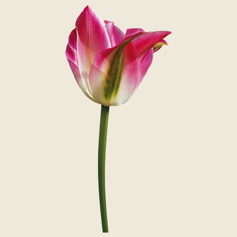 Tulips in spring