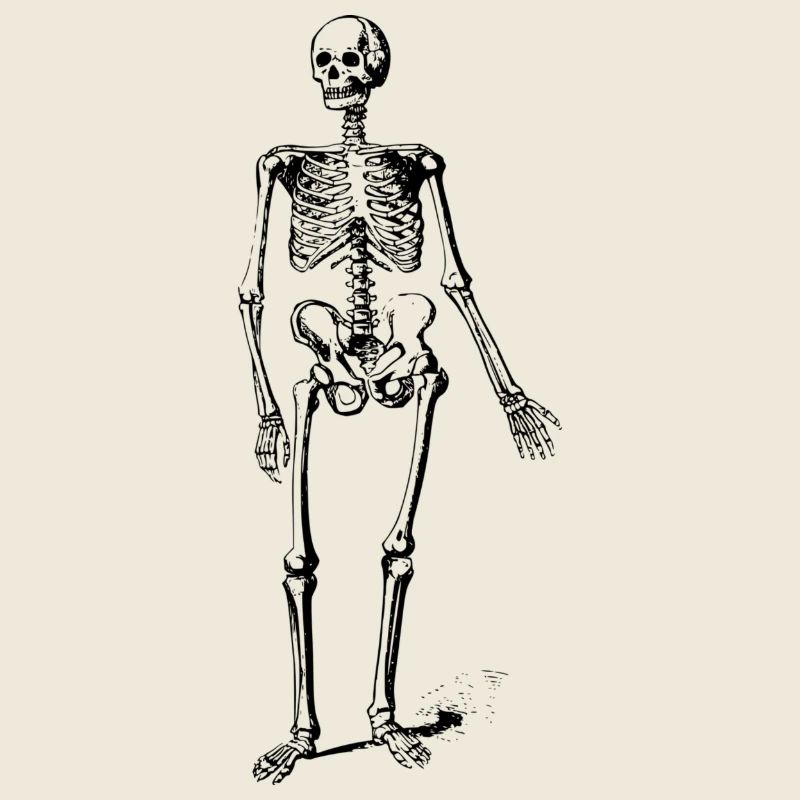 skeleton