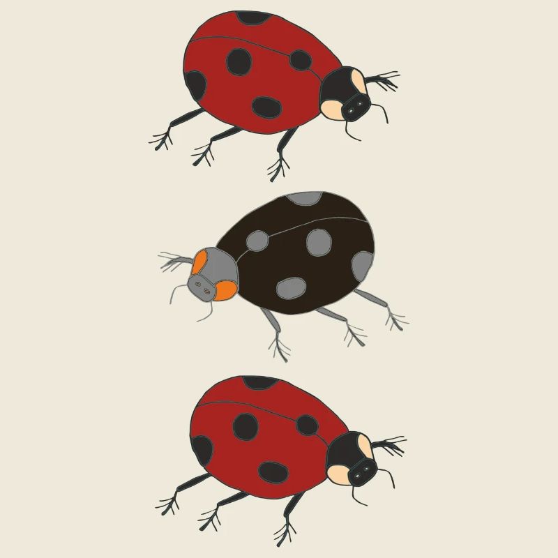 trio de coccinelles