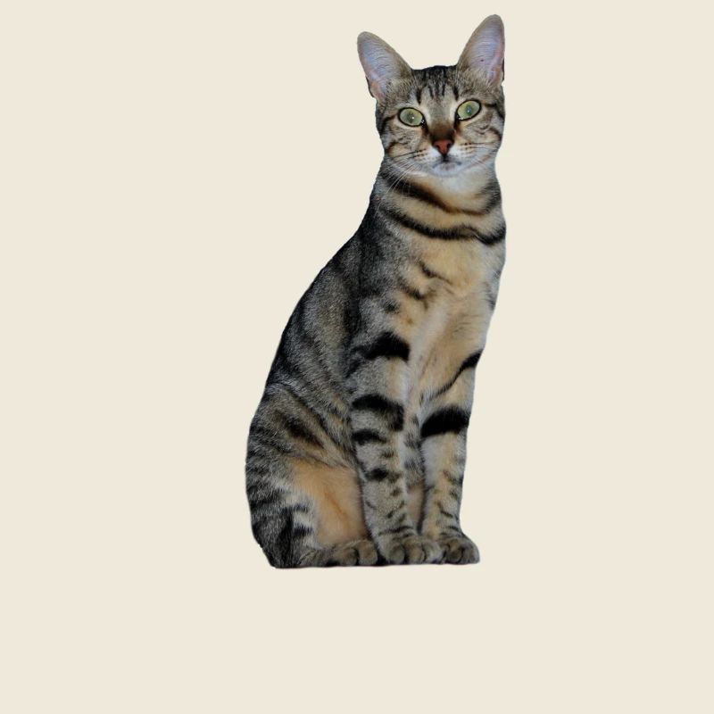 Katze Kätzchen getigert Tigerkatze