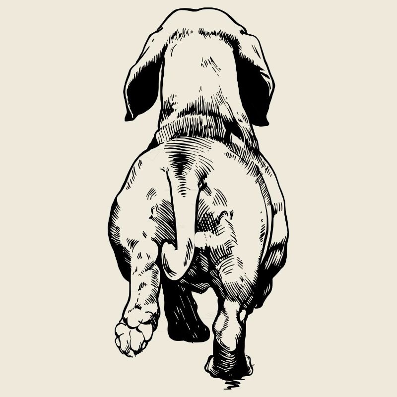Dachshund Dog Drawing from Behind Dog