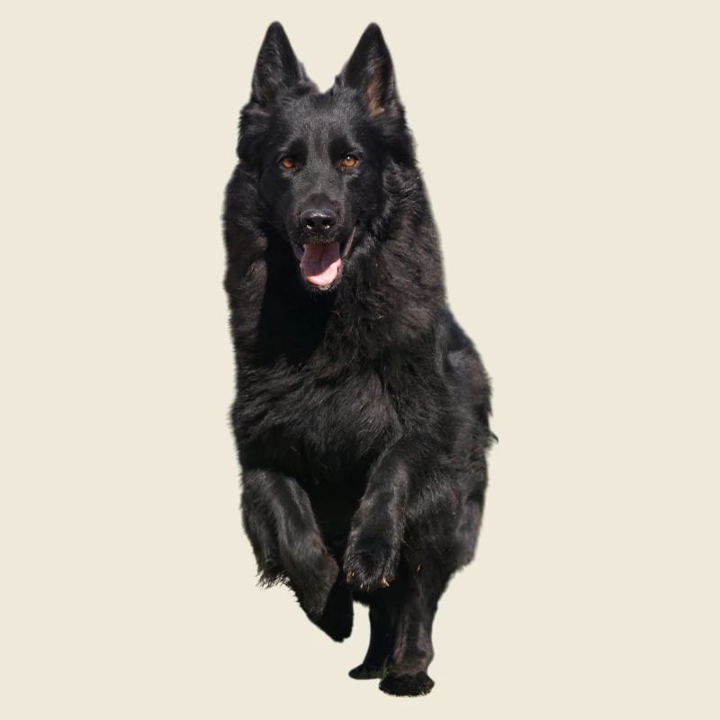 schwarzer Schäferhund Front