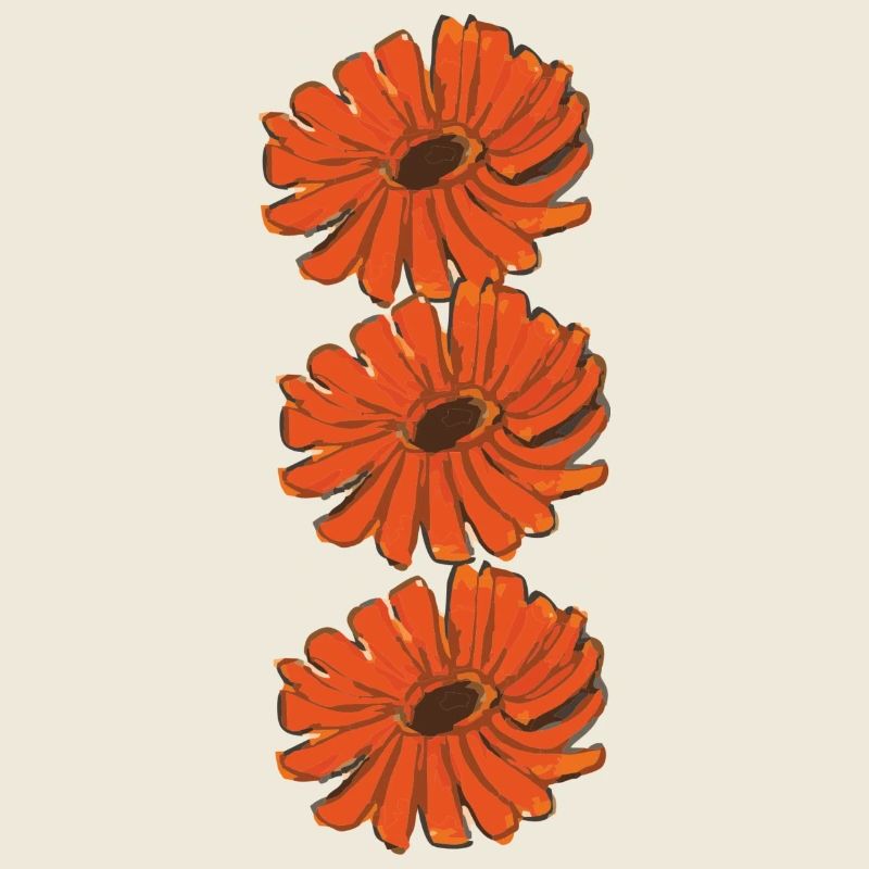 souci calendula