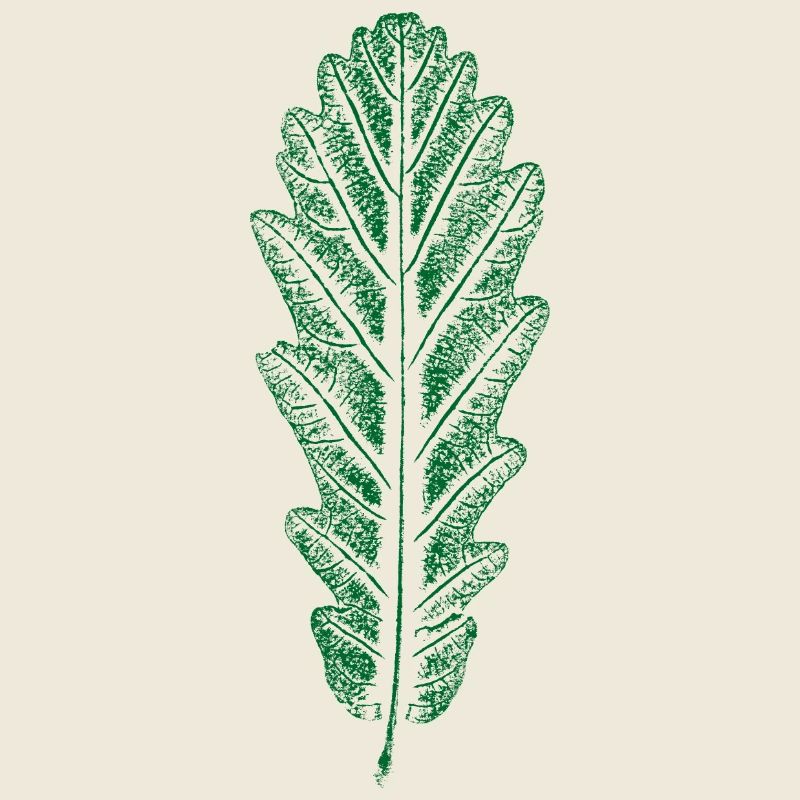 Eiche - Blatt / Eichenblatt - DRUCK