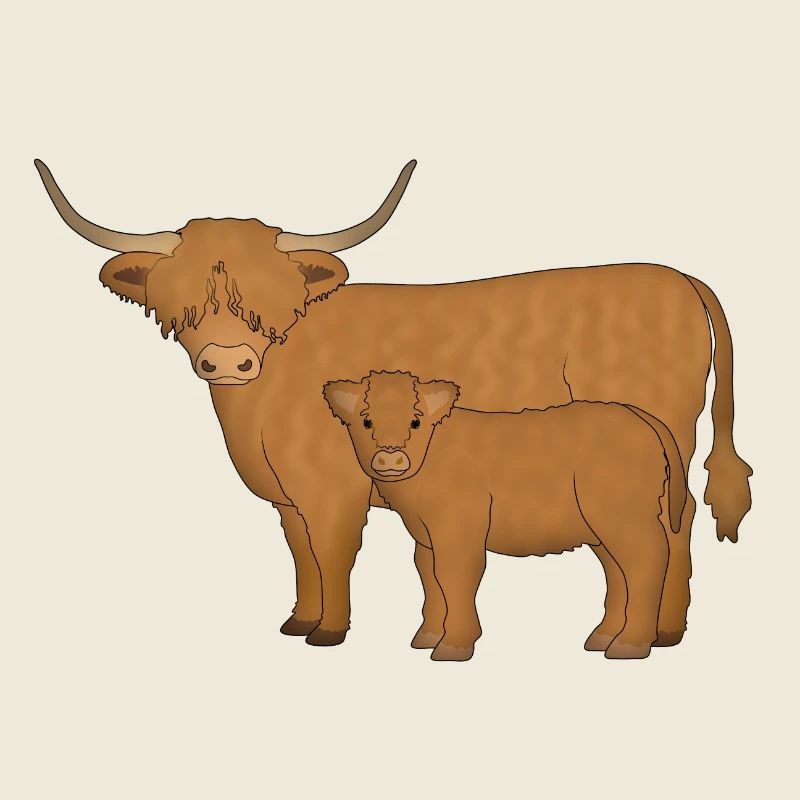 Highland cattle looking mi