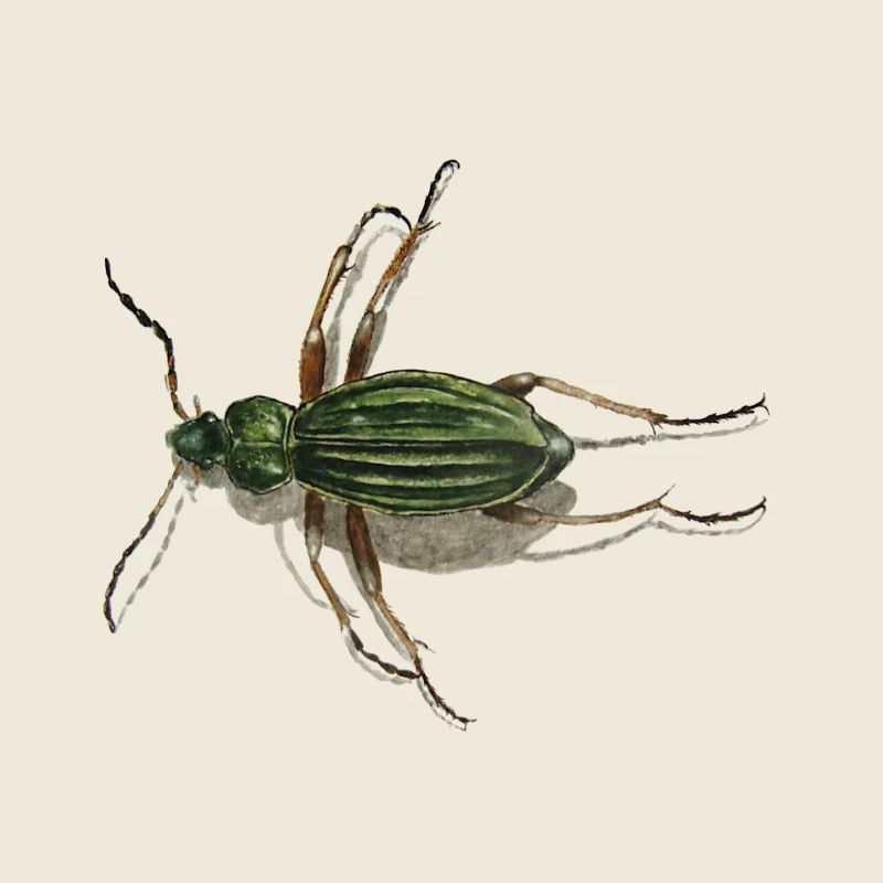 Coléoptère d'or