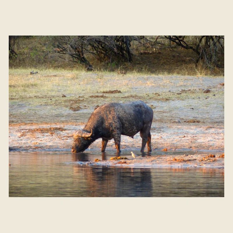 Paysage à la rivière Cubango avec le buffle du Cap