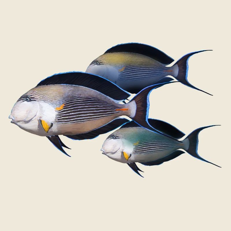 Fish