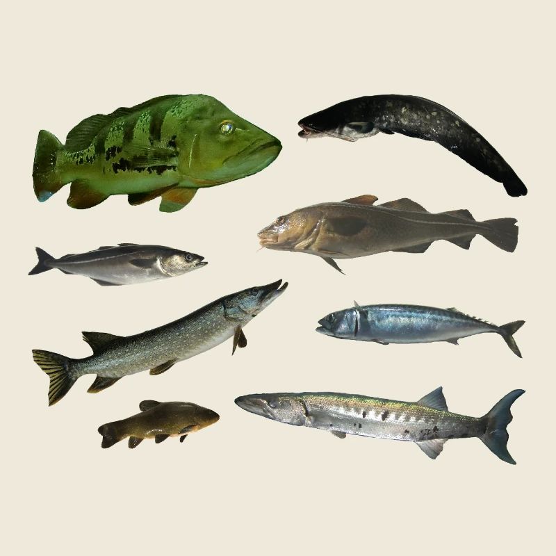 Fische