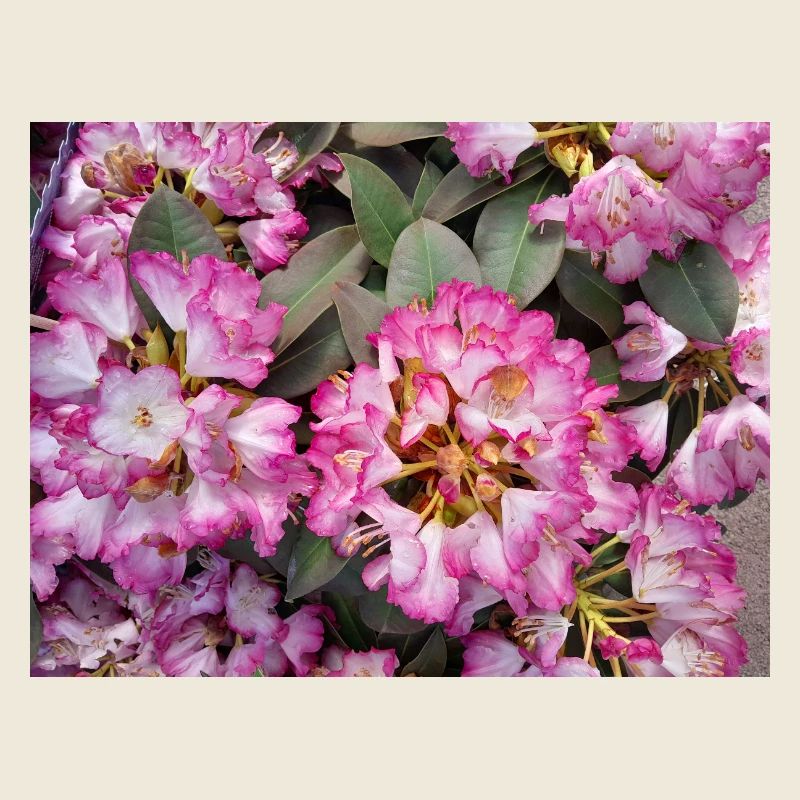 Knallpinker Rhododendron