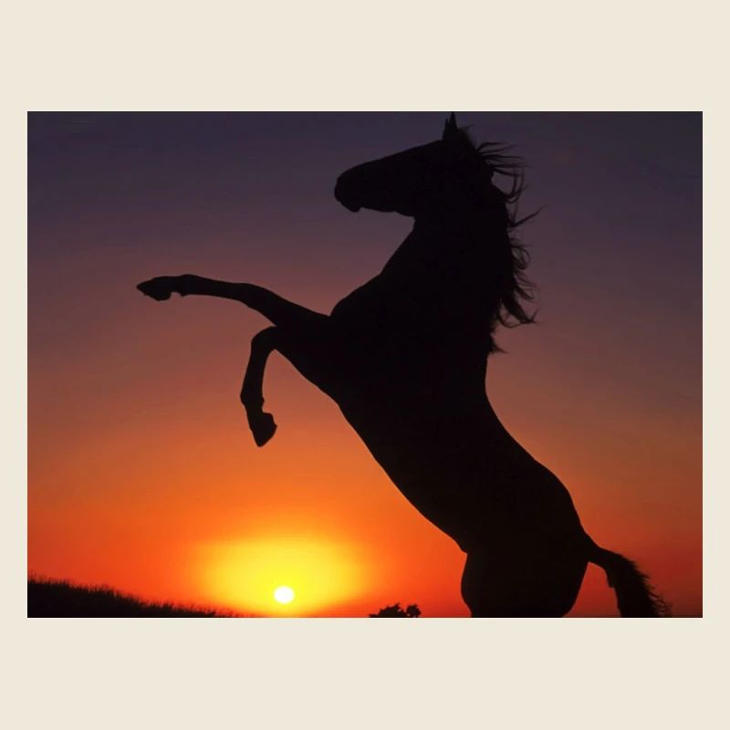 chevaux sur coucherdu soleil