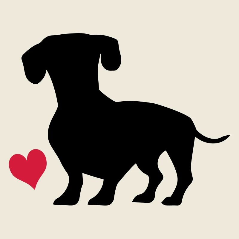 dachshund
