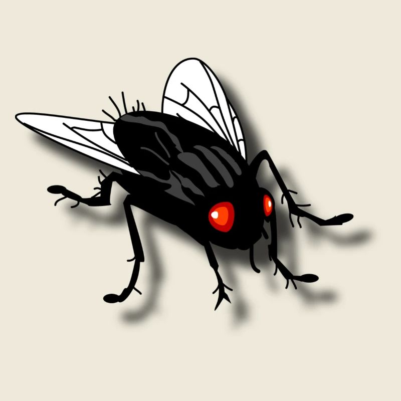 funny fly