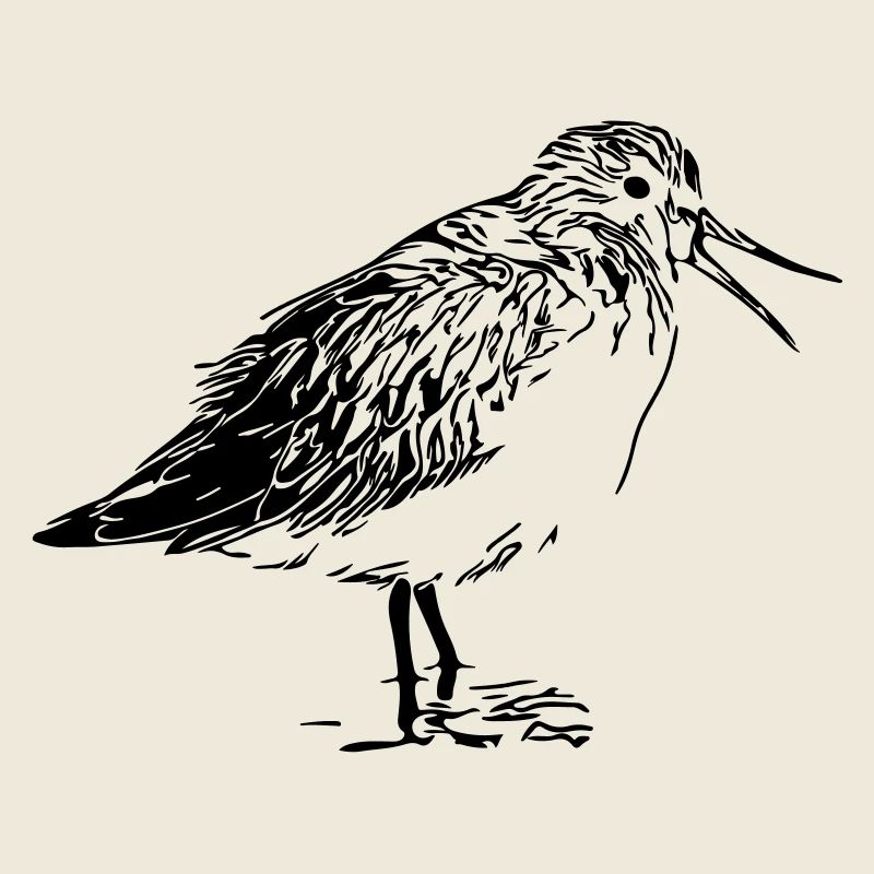 Flussuferläufer Vogel