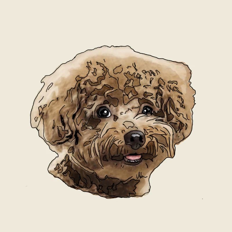 Caniche