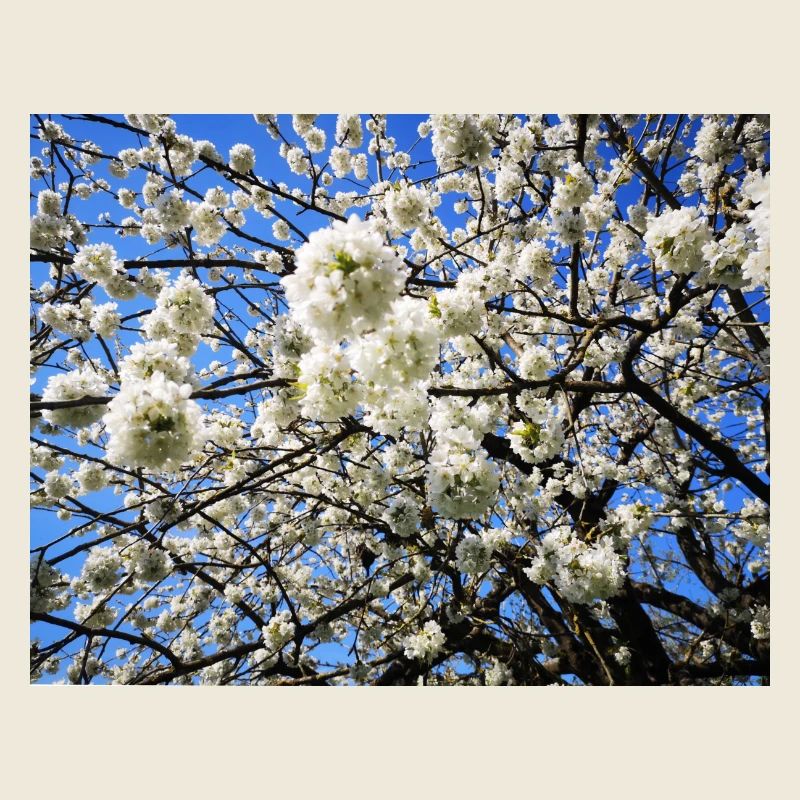 Apple Apple Blossom in Spring Fruit