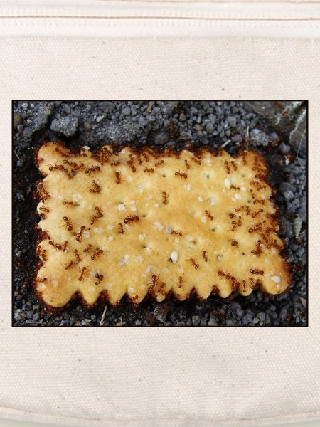 Cookie - Bad Luck