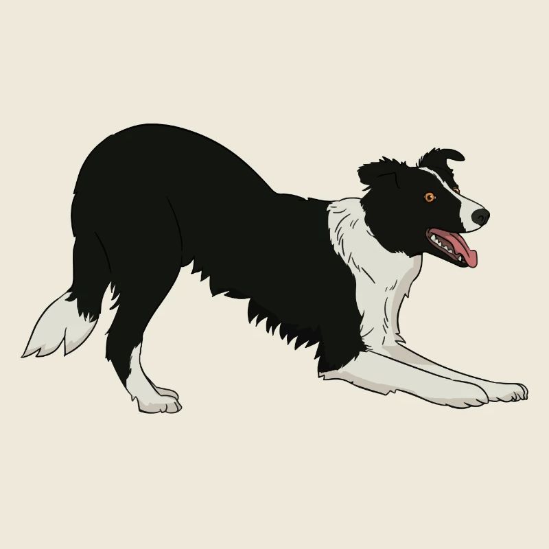 Border Collie