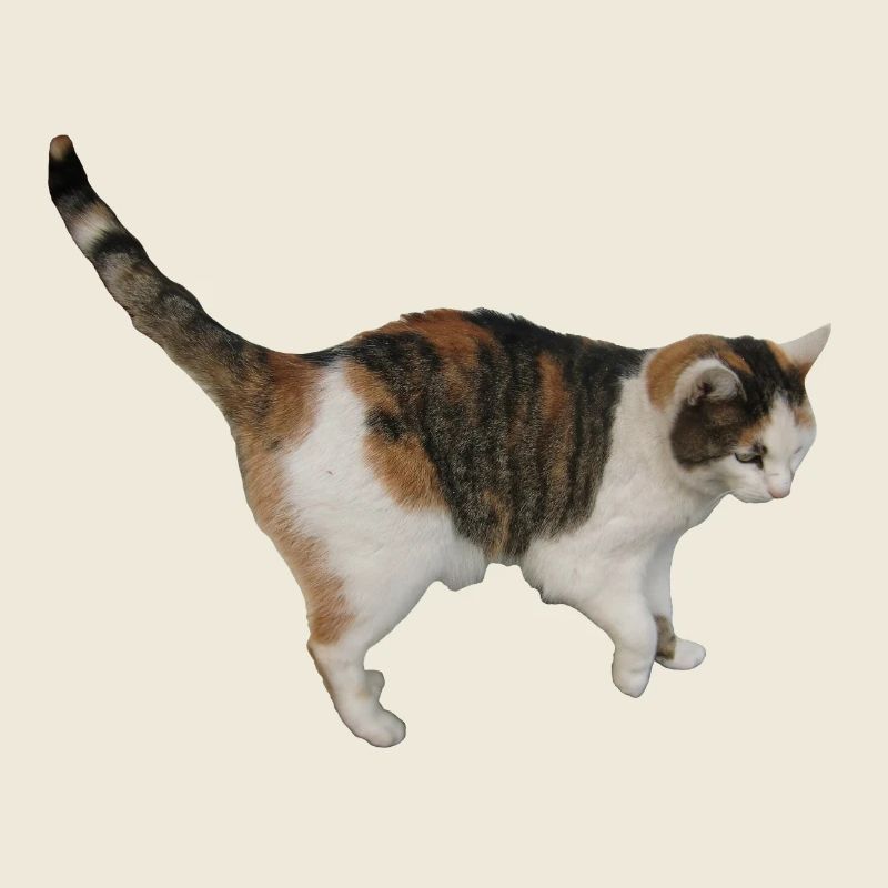 Chat