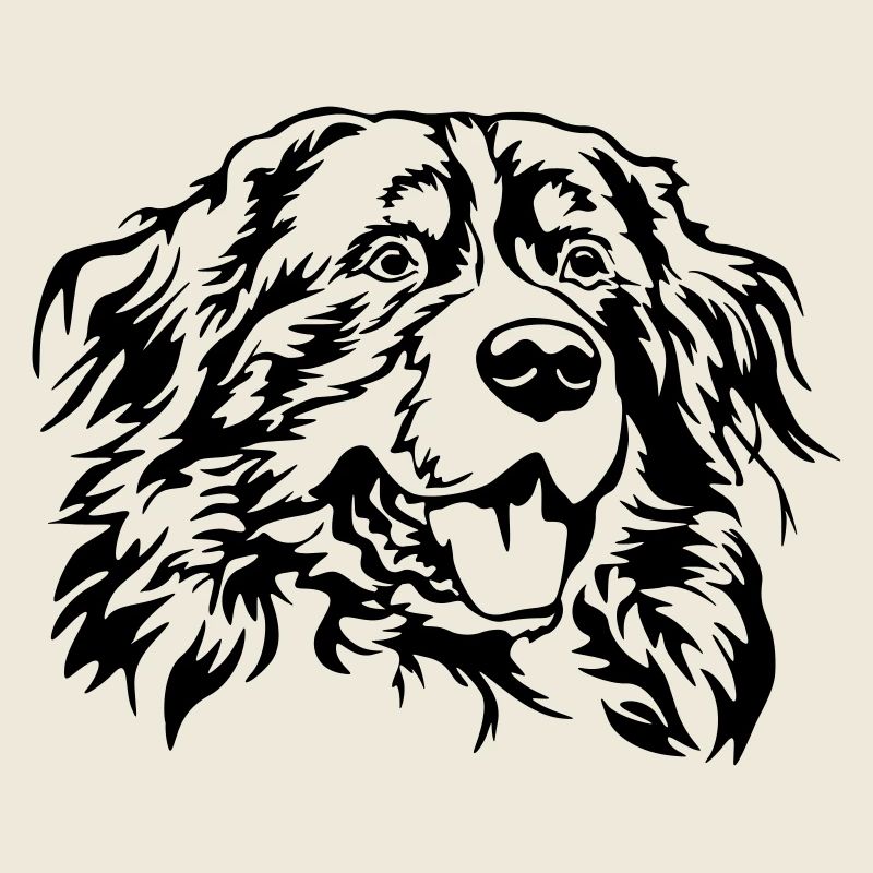 Berner Sennenhund Kopf