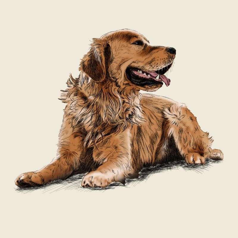 Golden Retriever