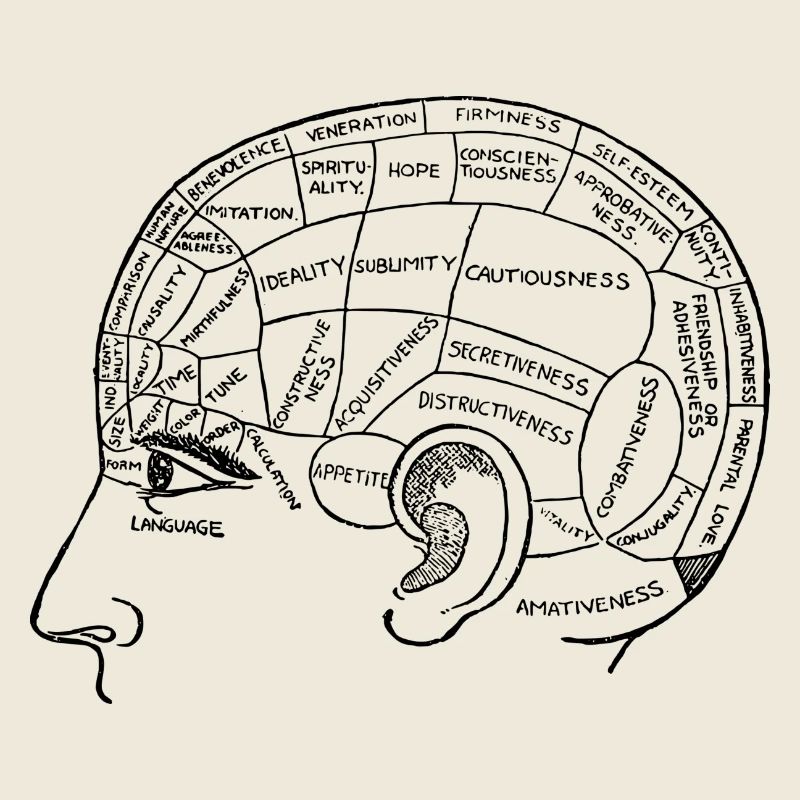 The human brain