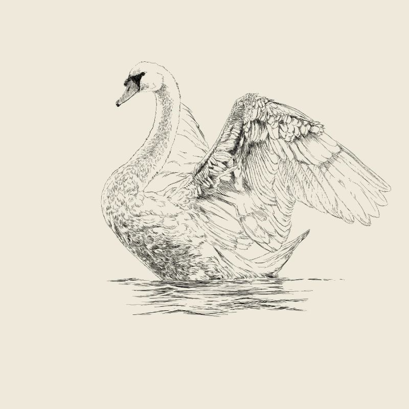 Swan