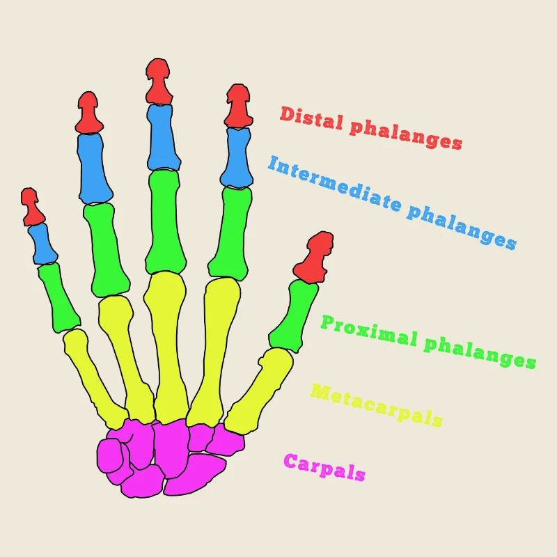 mains os anatomie humain évolution Physio