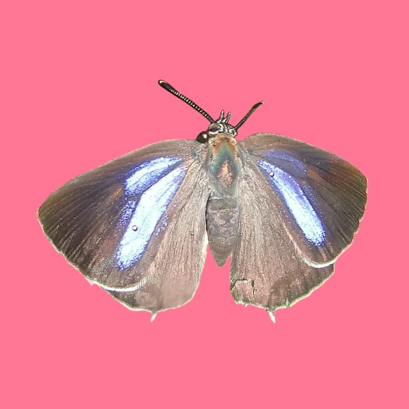 Blauer Eichen-Zipfelfalter