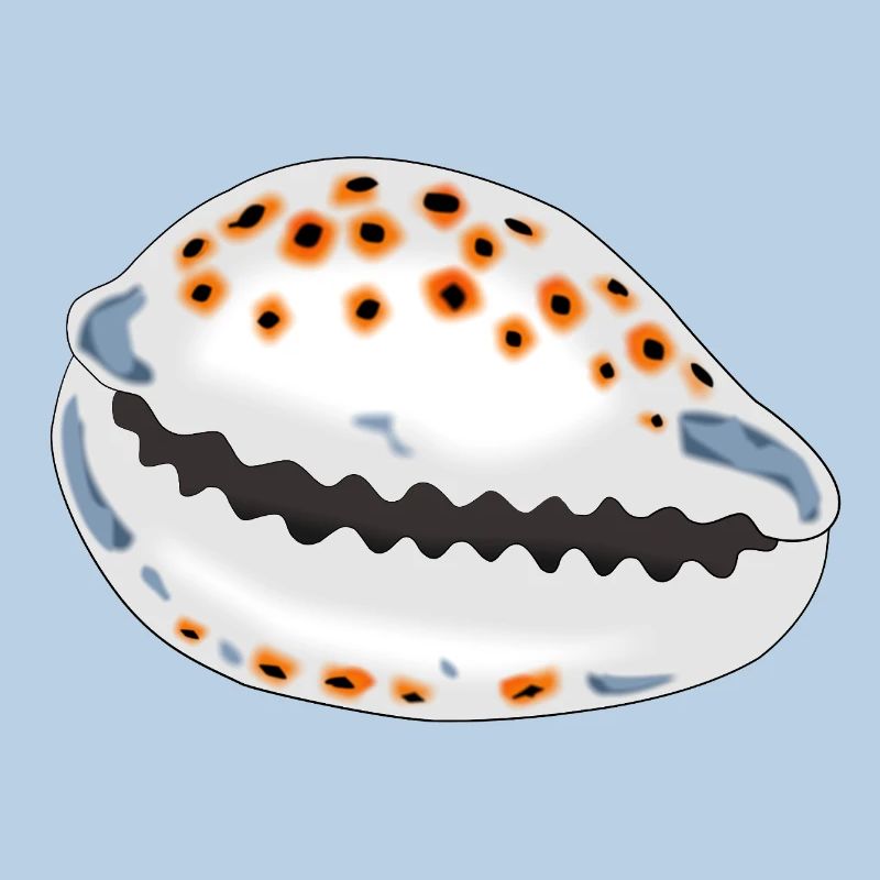 Coquille avec points