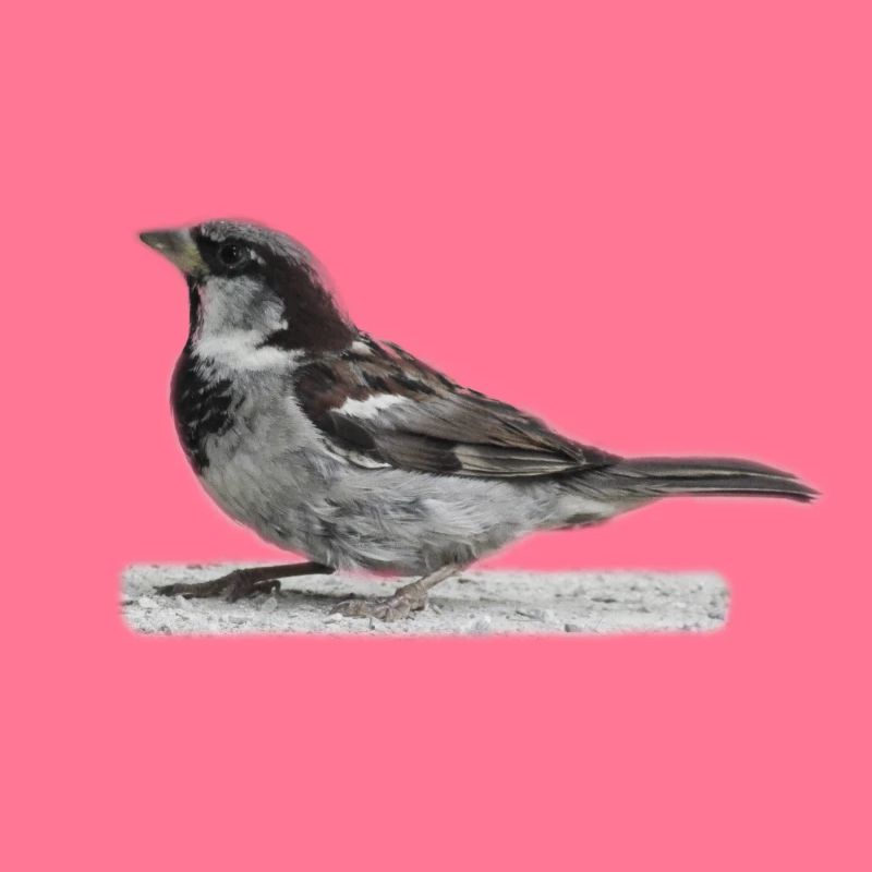 Spatz Vogel