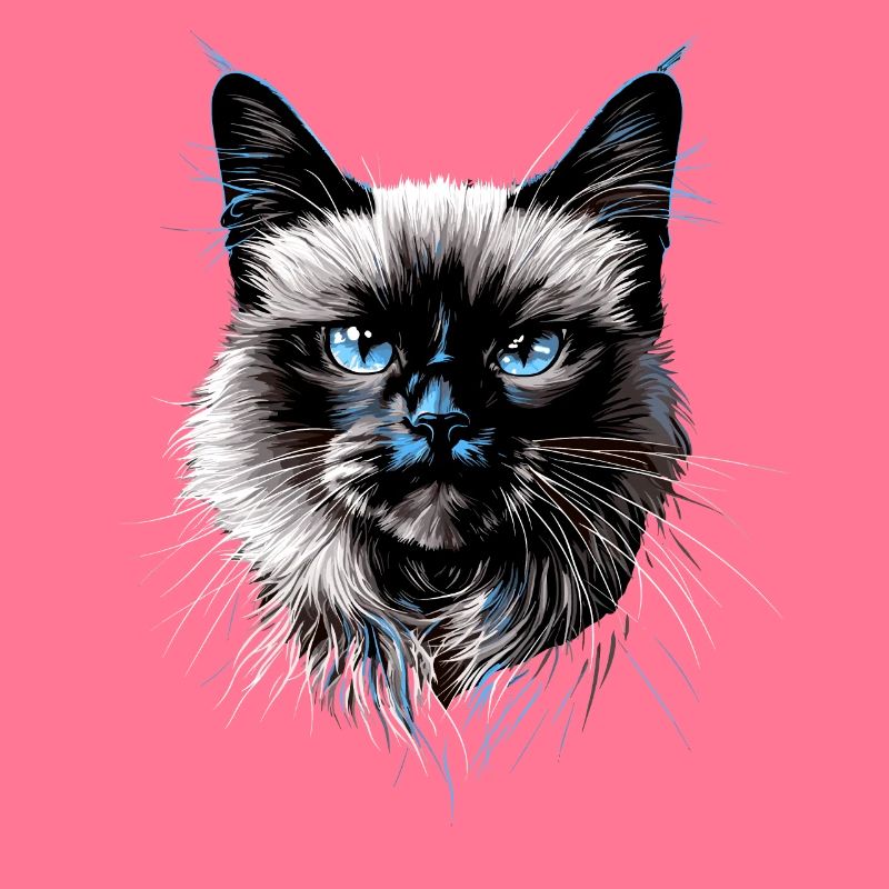 Chat Birman Chat Birman Sacré Chat Birman Mignon Chats Birmans
