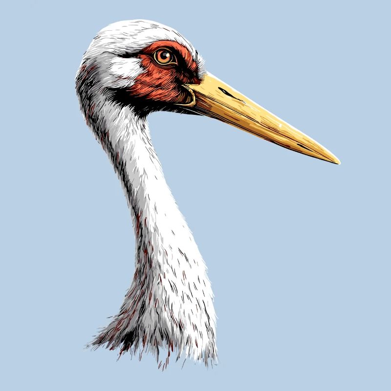 Stork Lover White Stork Giant Stork Storks Storks
