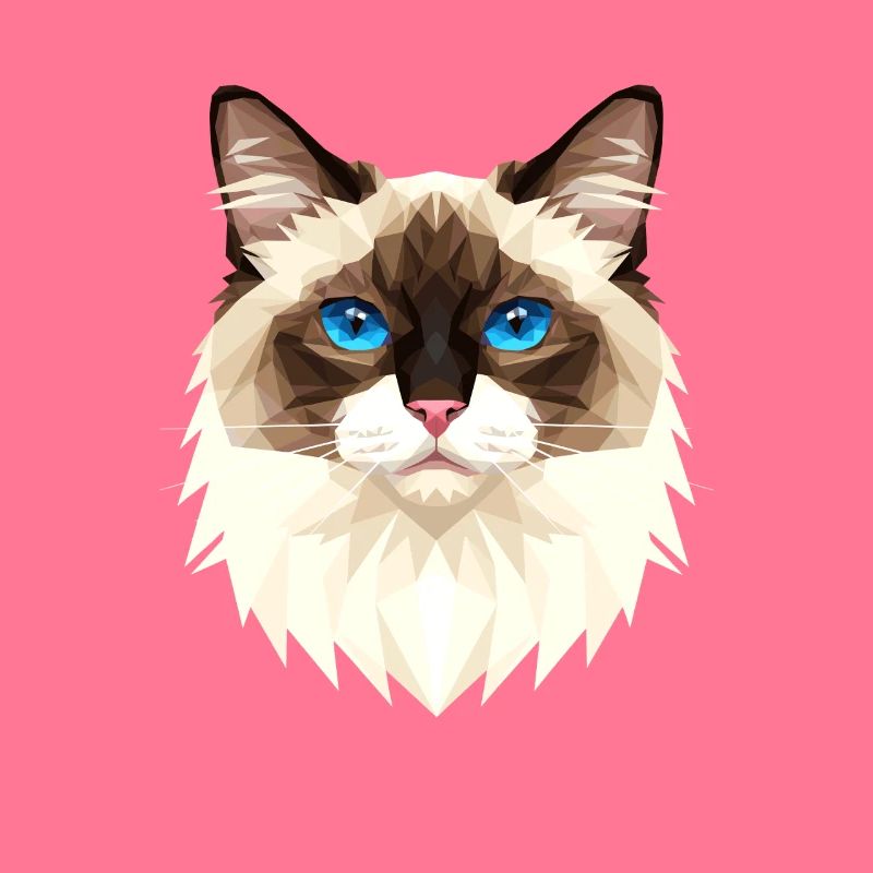 Chat Birman Chat Birman Sacré Chat Birman Mignons Chats Birman