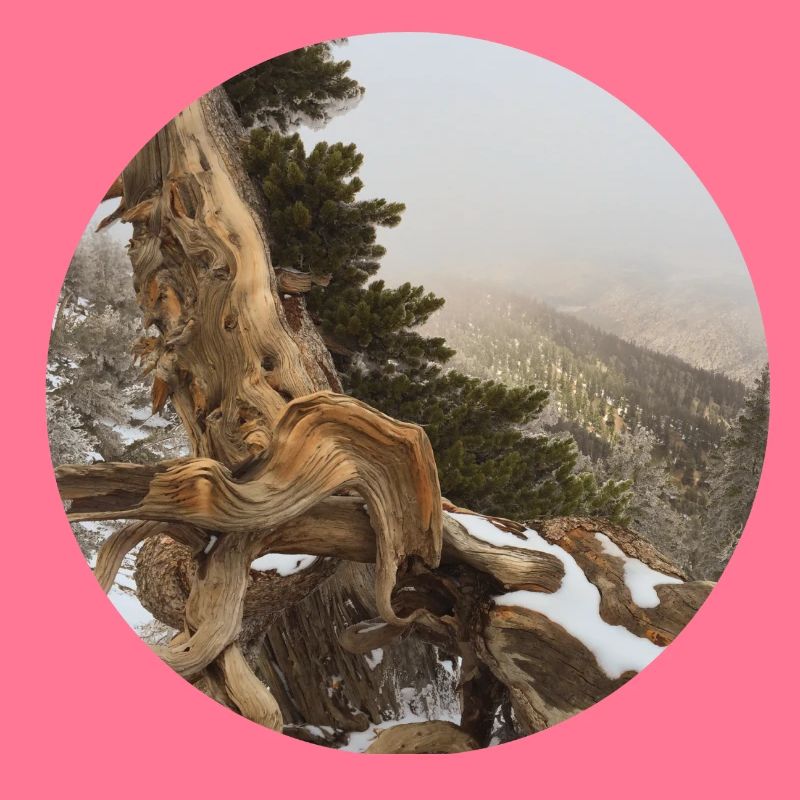 old gnarled tree on the Pacific Crest Trail