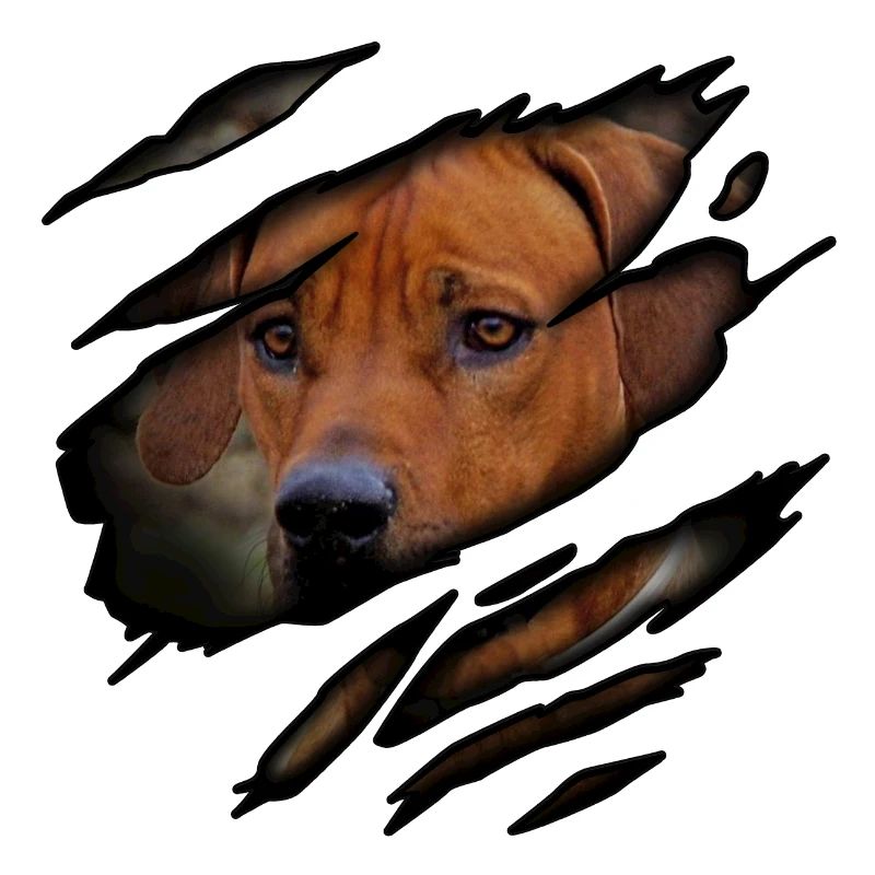 Rhodesian Ridgeback in mir