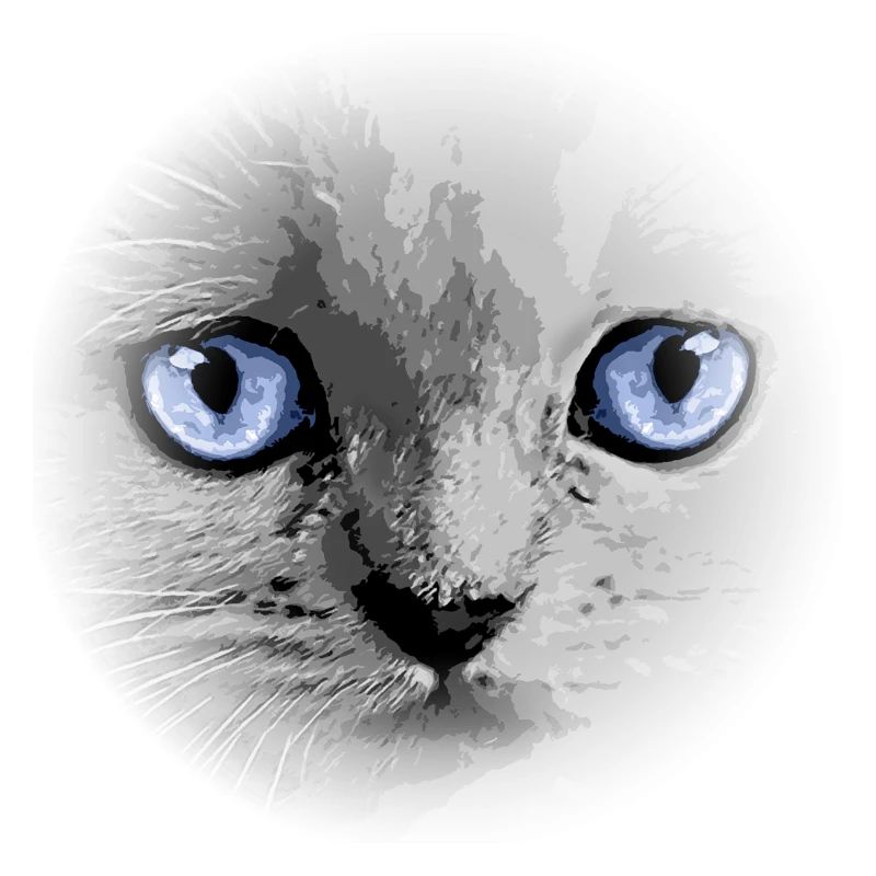 Kitty Kitten Cat