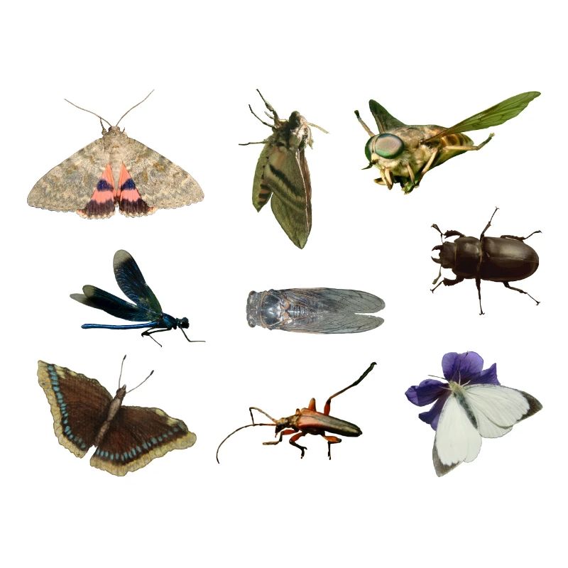 insecte