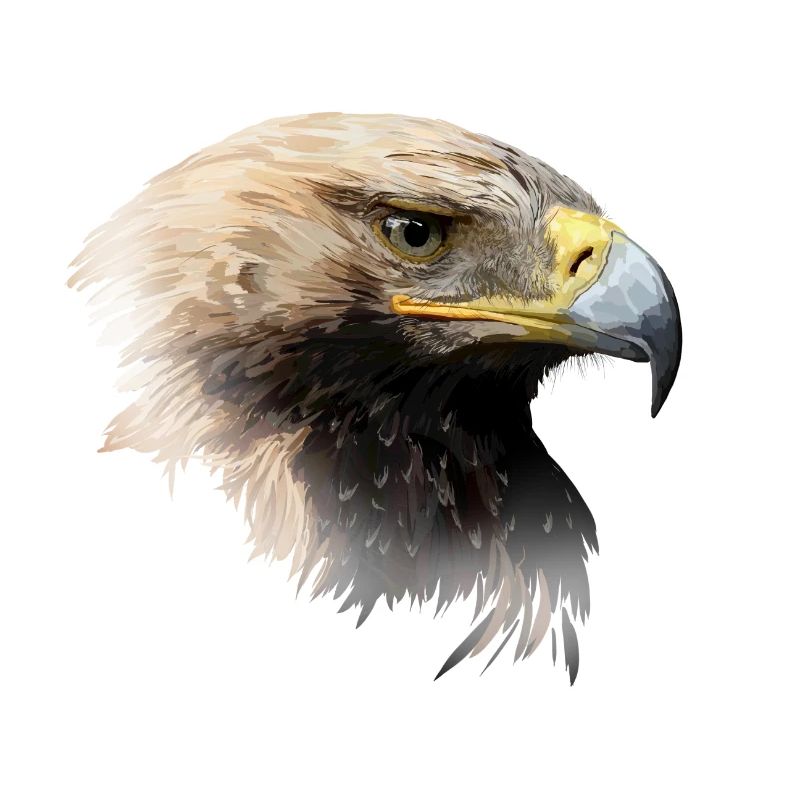 aigle
