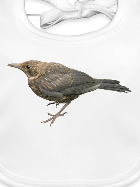Amsel Jungvogel