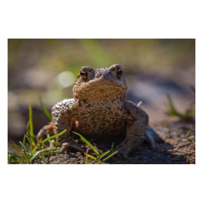 Gros plan d’un crapaud terrestre - Affiche