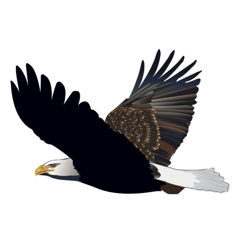 Eagle bald eagle tea poison