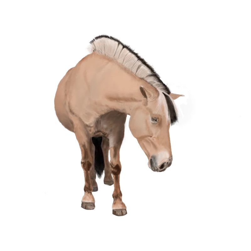 Pferd