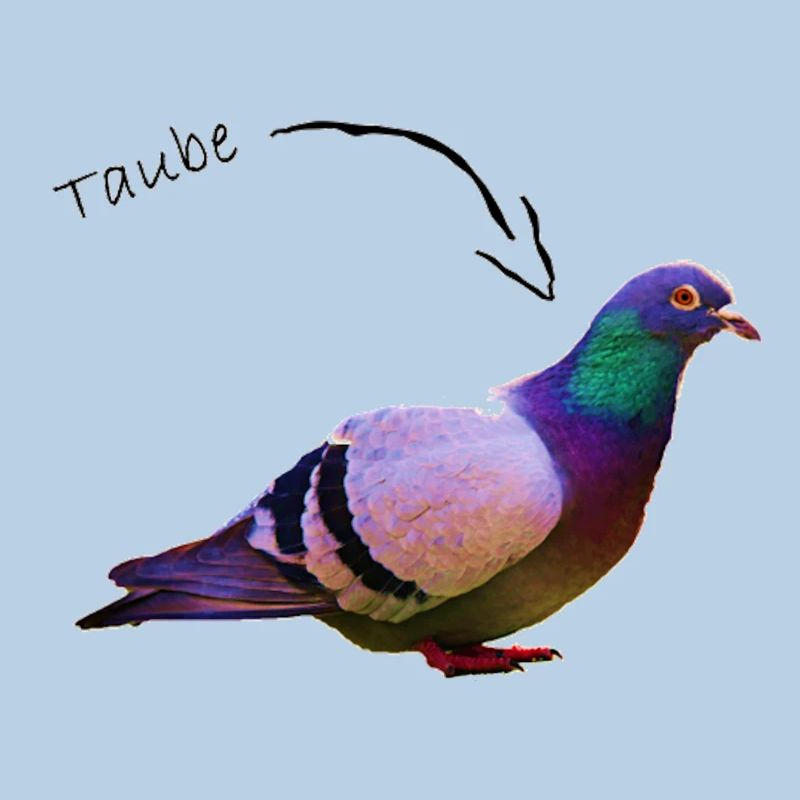 Taube