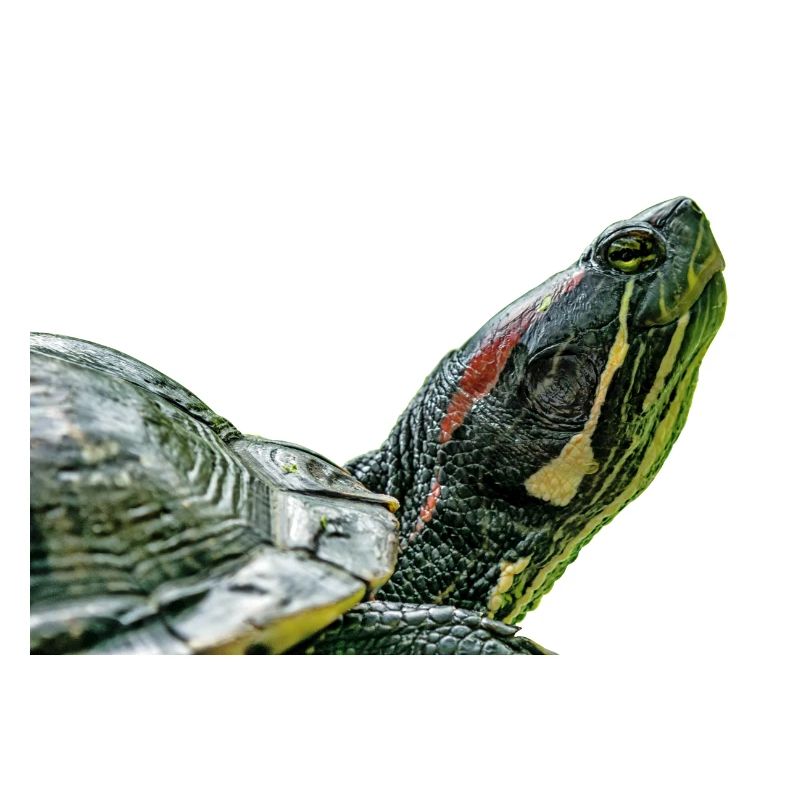 turtle tortoise
